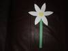 CONSTRUCTION PAPER DAISY